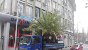 палми в центъра на Хасково
