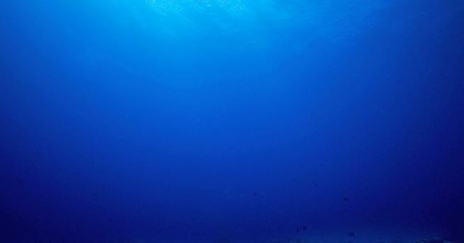 Аквариумът Стайнхарт в Сан Франциско този месец отбелязва 80 години