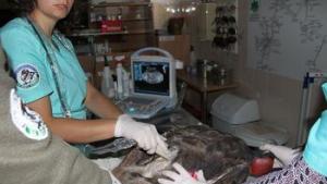 скален орел в Спасителния център