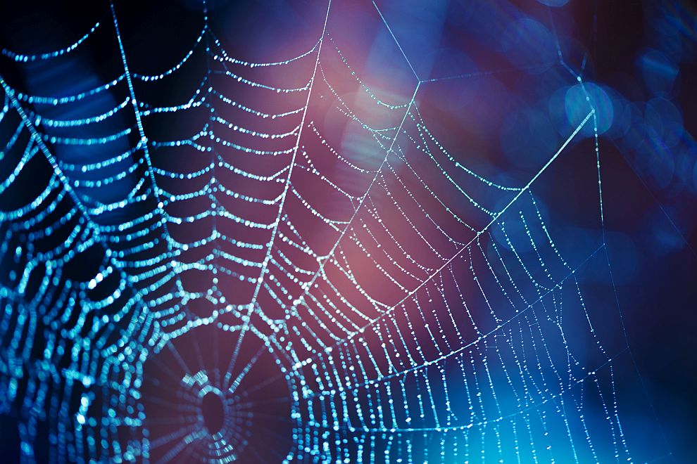  Американски учени откриха на какво се дължи здравината на паяжината 