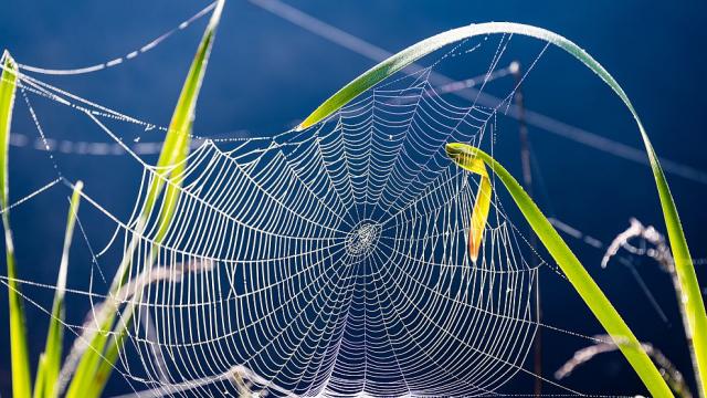 Учени разгадаха на какво се дължи здравината на паяжината