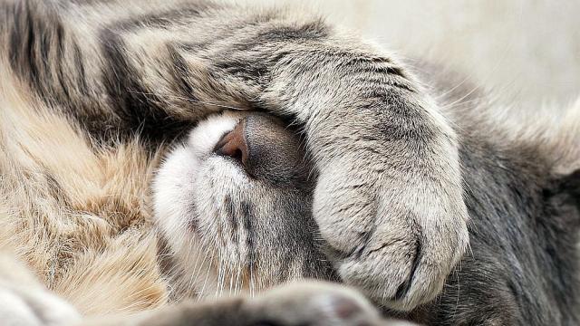 Защо котките спят толкова много? (ВИДЕО)