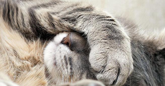 Забелязали ли сте че вашата котка спи почти непрекъснато през