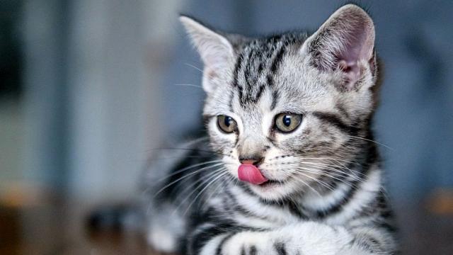 Учени разгадаха тайната на котешкия език