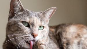 котка коте