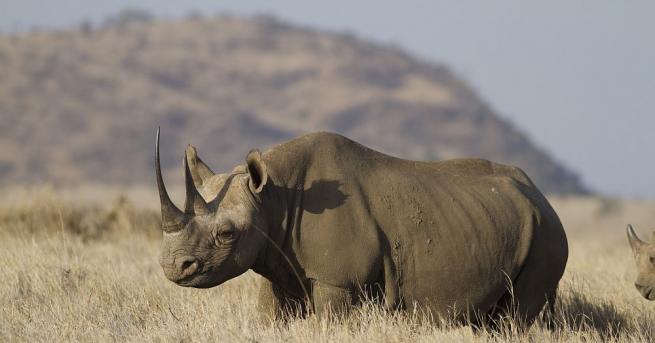 Гневен носорог нападна гледачка на животни в сафари парка Серенгети