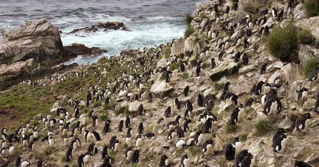 Остров във Фолклендския архипелаг близо до бреговете на Аржентина населен