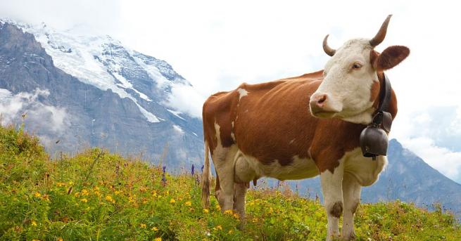 Швейцарските гласоподаватели днес са отхвърлили инициативата станала популярна като крави