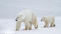 Белите мечки променят ДНК заради климата