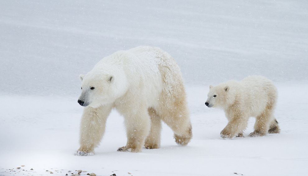  Понякога белите мечки се доближават много до обитаемоте места 