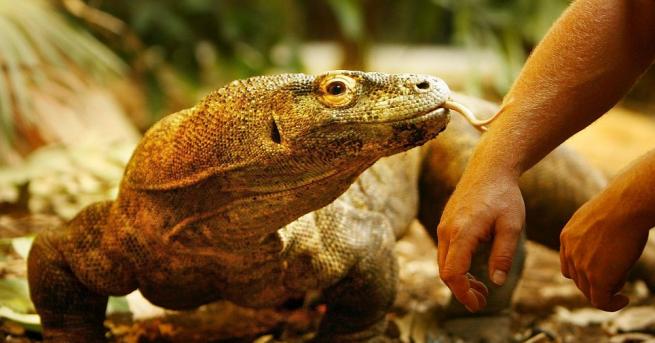 Туристите които искат да видят отблизо и в естествената им