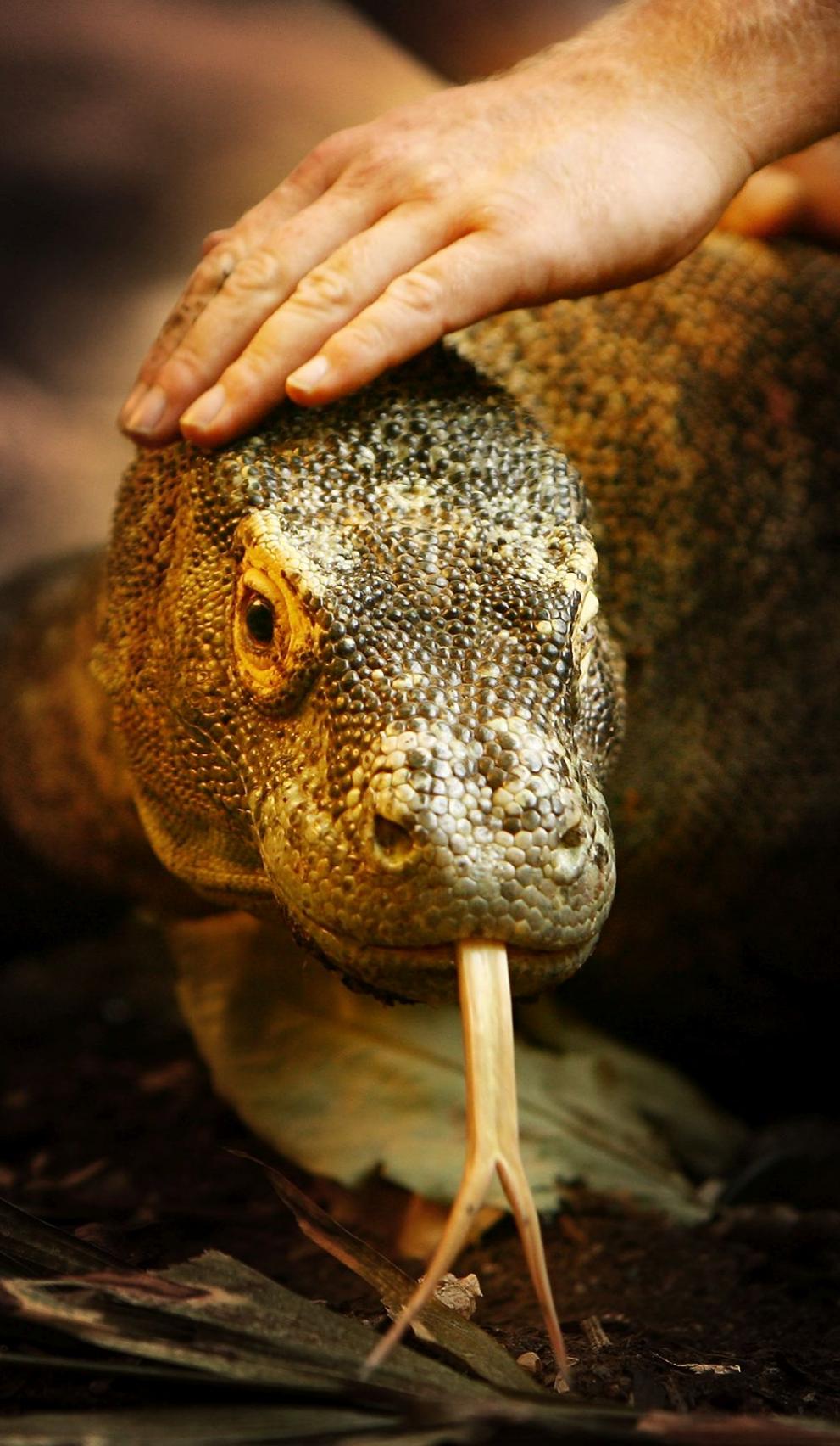  комодски варан 