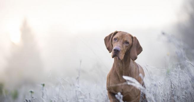 През нощта облачността над по голямата част от страната ще се
