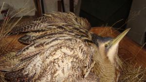 Тодорка Мирчева