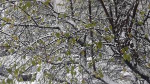 Шумен времето сняг