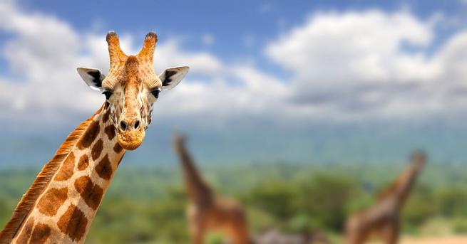 Повечето хора предпочитат да се хранят с компания Оказа се