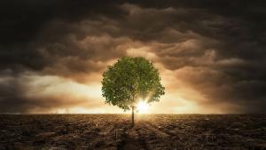 дърво климатични промени климат