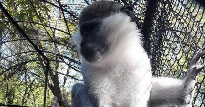 Една авантюристична и изненадващо мила маймуна от Националния парк Крюгер