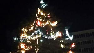 Каварна Коледна елха