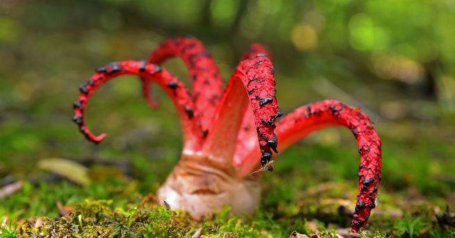 Светът на растенията е не по малко интересен и вълнуващ от