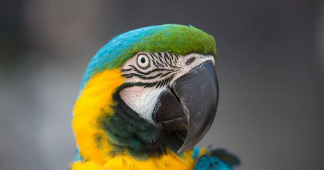 Папагалът Пепо от рядката порода Зелена амазона който беше откраднат