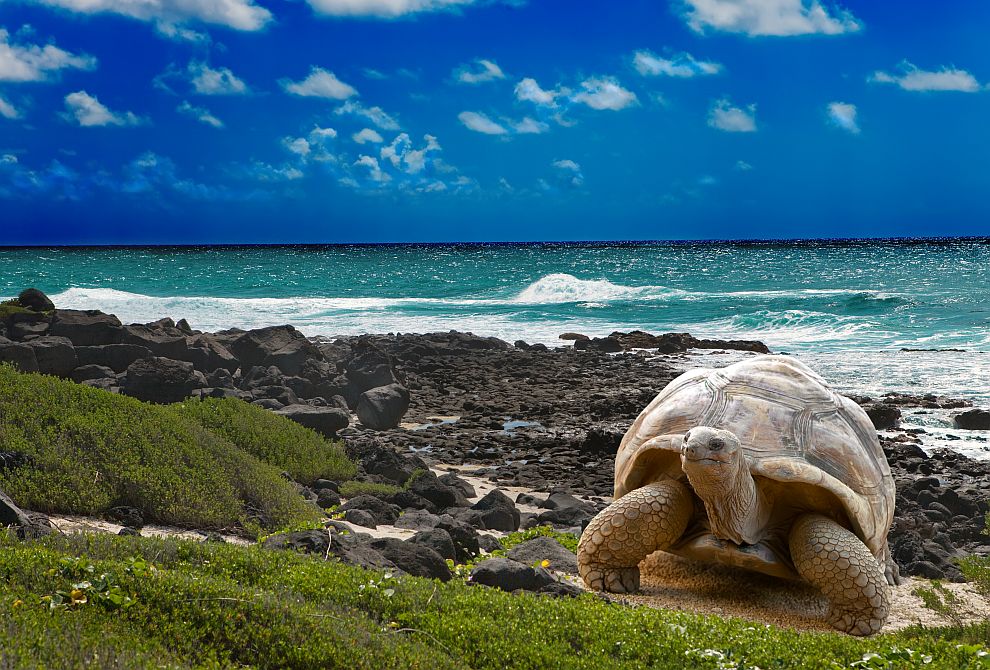 В Бали пуснаха на свобода гигантски костенурки