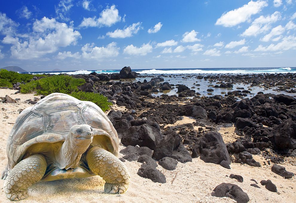 Галапагоските костенурки притежават генни вариации, свързани с възстановяване на ДНК