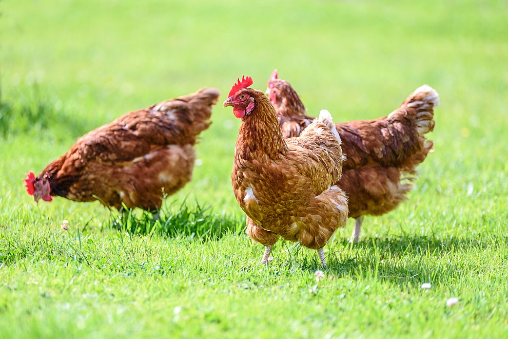  Съвременната домашна кокошка е неузнаваема спрямо прародителите си и роднините си в природата 