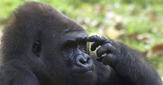 Горилите могат да хитруват и притежават добри когнитивни способности смятани