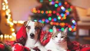 времето куче котка елха