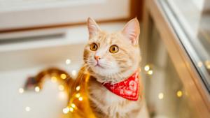 времето котка елха