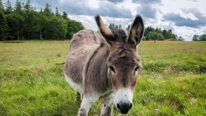 Гоце Делчев