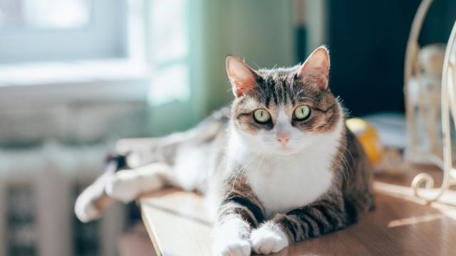 Котка се прибра у дома след 5 години скитане