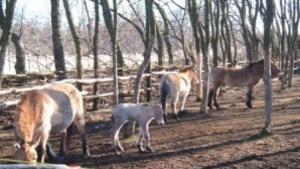 Зоопаркът в Добрич