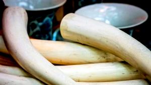 слонова кост