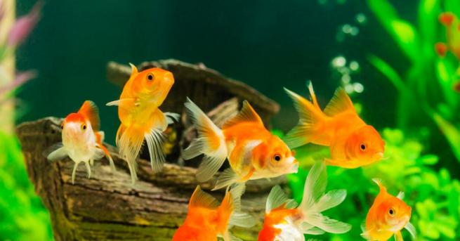 Австралийски учени регистрираха множество звуци които рибите издават в река