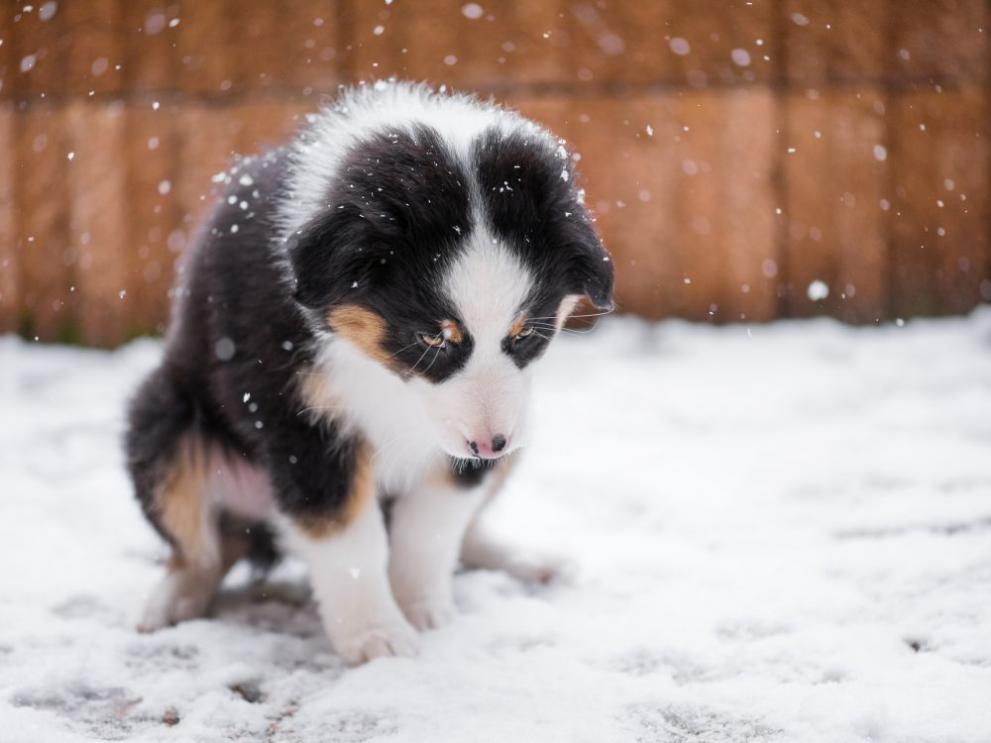 времето студ куче зима