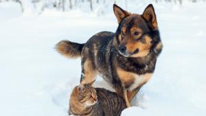 времето студ куче котка зима