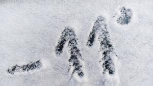 София сняг студ