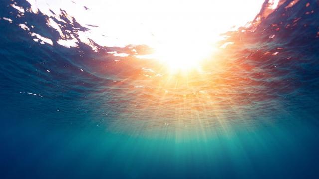 Тревожно: Затоплянето на океанските дълбини застрашава морския живот