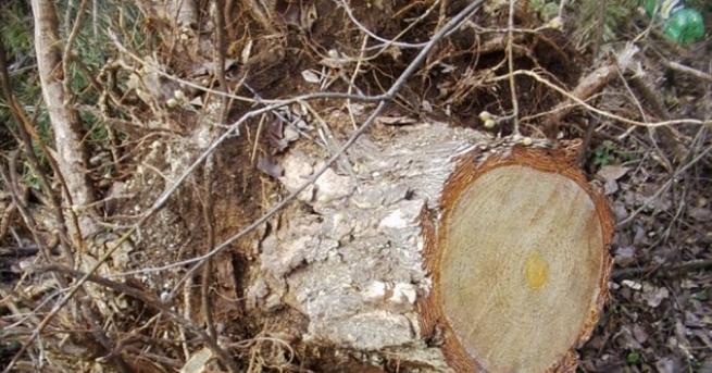 Редица нарушения в обекти за дърводобив са констатирали горски служители