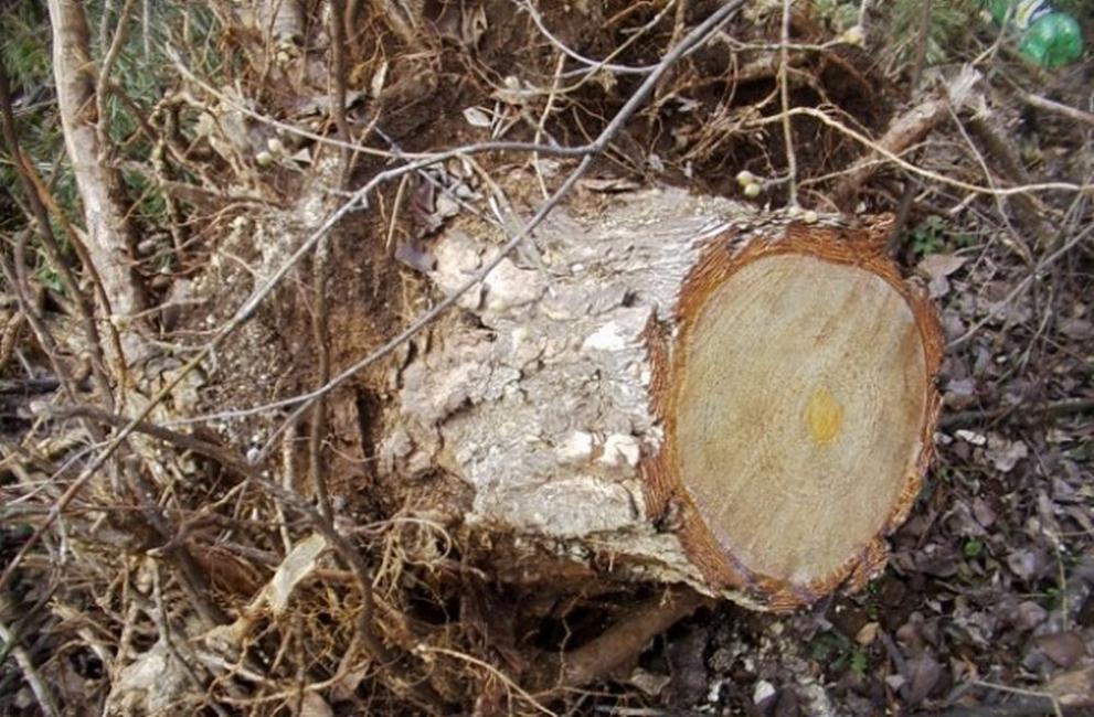 дърва незаконна сеч