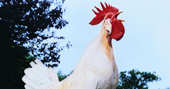 Петльовден е български народен празник обичай с регионално разпространение Чества се главно