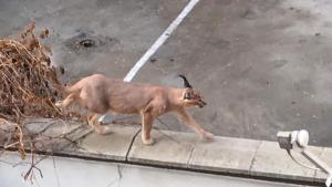 Каракал се разхожда из улиците на Пловдив