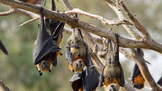 Прилепи превзеха студентско общежитие в САЩ