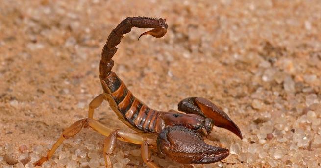 Пролетни рулца с мравки индийско хлебче самоса от тарантула понички
