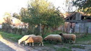 овце овци овца