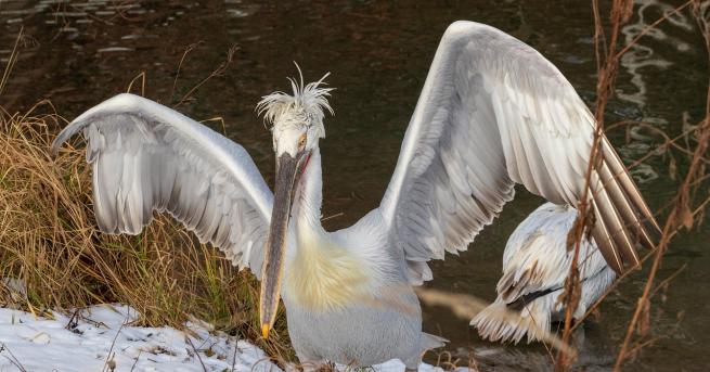 Размножителният период на къдроглавите пеликани в Сребърна започва съобщиха от