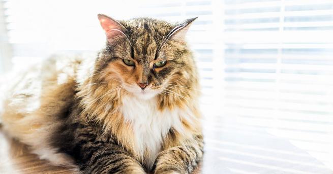 Котаракът на италианско семейство беше признат от рекордите на Гинес