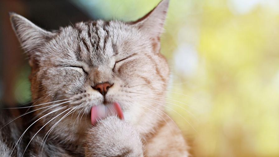 Учени откриха как да комуникираме с котките